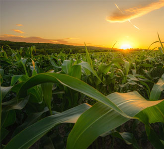 corn crop at sunset