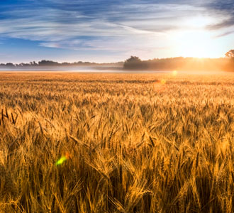 Wheat fields at sunrise