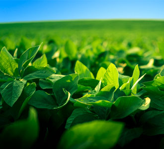 soybean crop up close