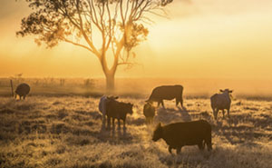 Sunrise with cattle