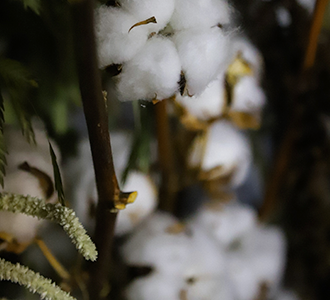 Cotton 0013 main image 1