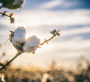 cotton close up