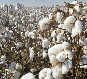 Cotton fields