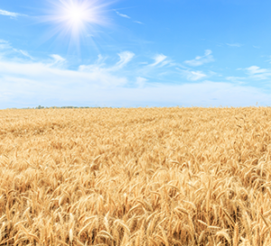 wheat field
