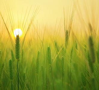 barley field