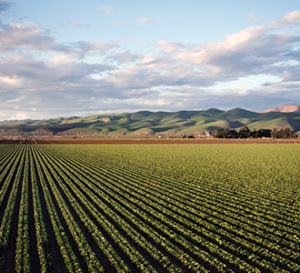 croplands