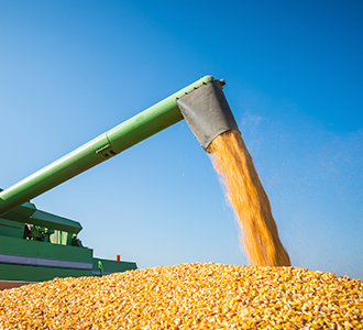 Corn Firmed on Strong Domestic Basis - ADM Investor Services