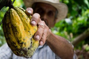 Whole cocoa pod