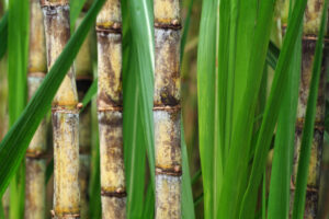 sugar cane