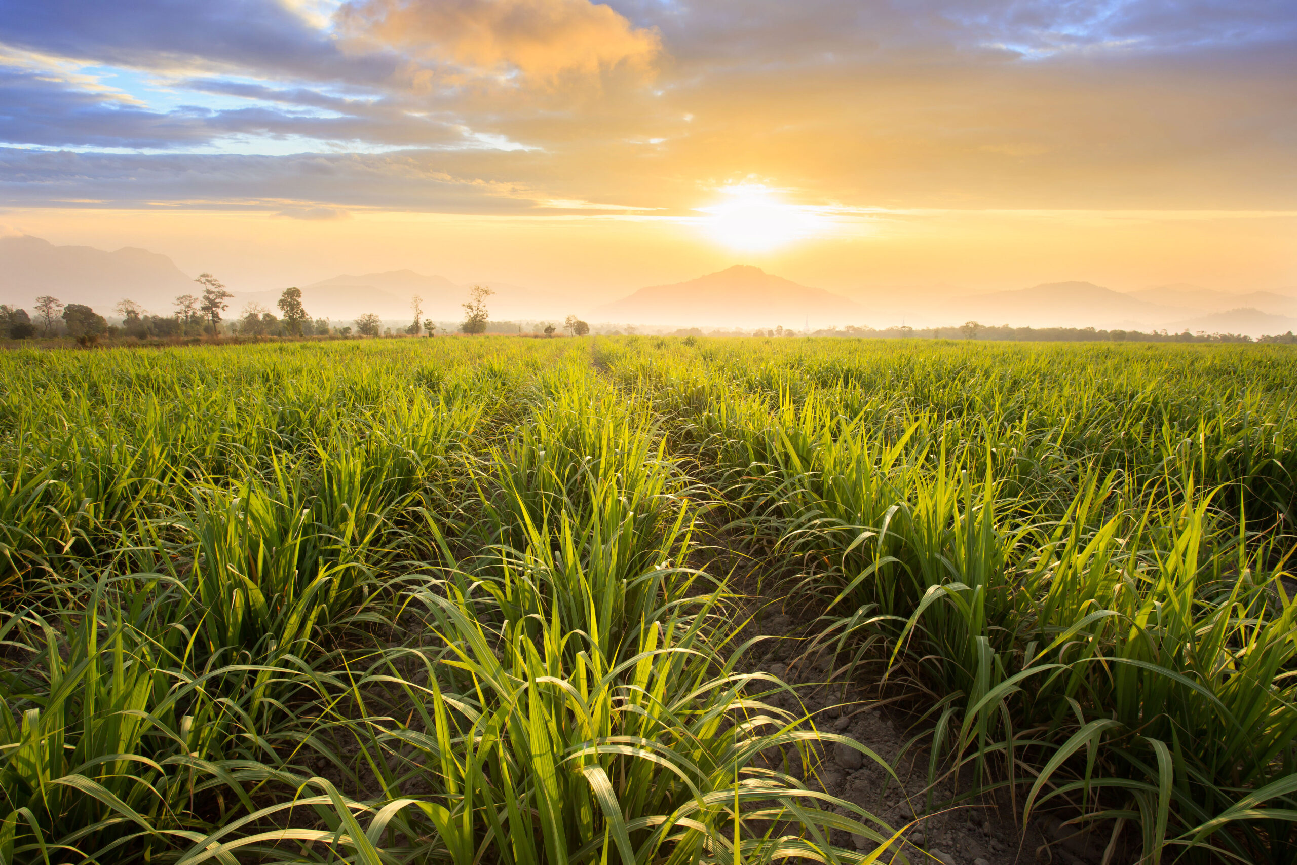 Sugar Gains an Ethanol Edge