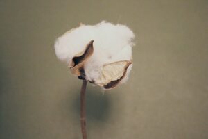 single cotton close up