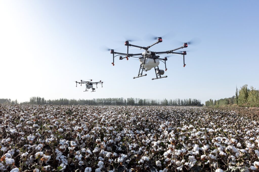 drone hovers over cotton fields