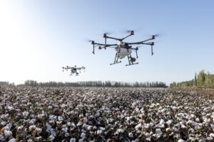 drone hovers over cotton fields