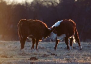 head butting cattle