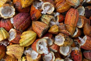 Colorful cocoa pods