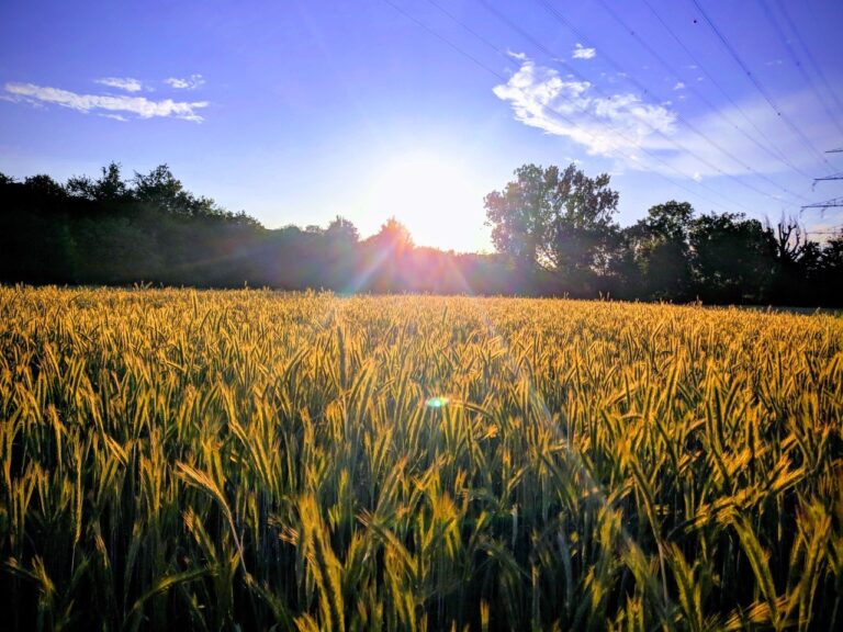 Wheat fields at sunrise