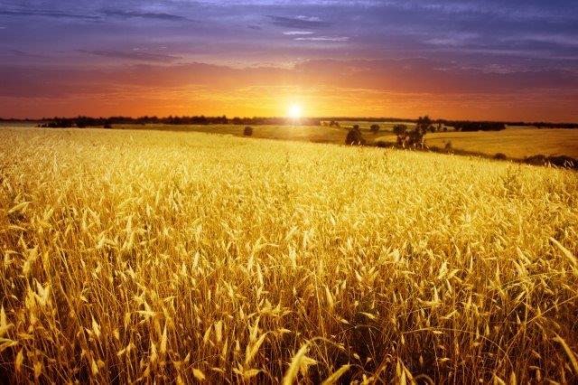 sunset on wheat fields