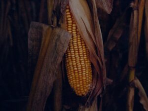 corn cob