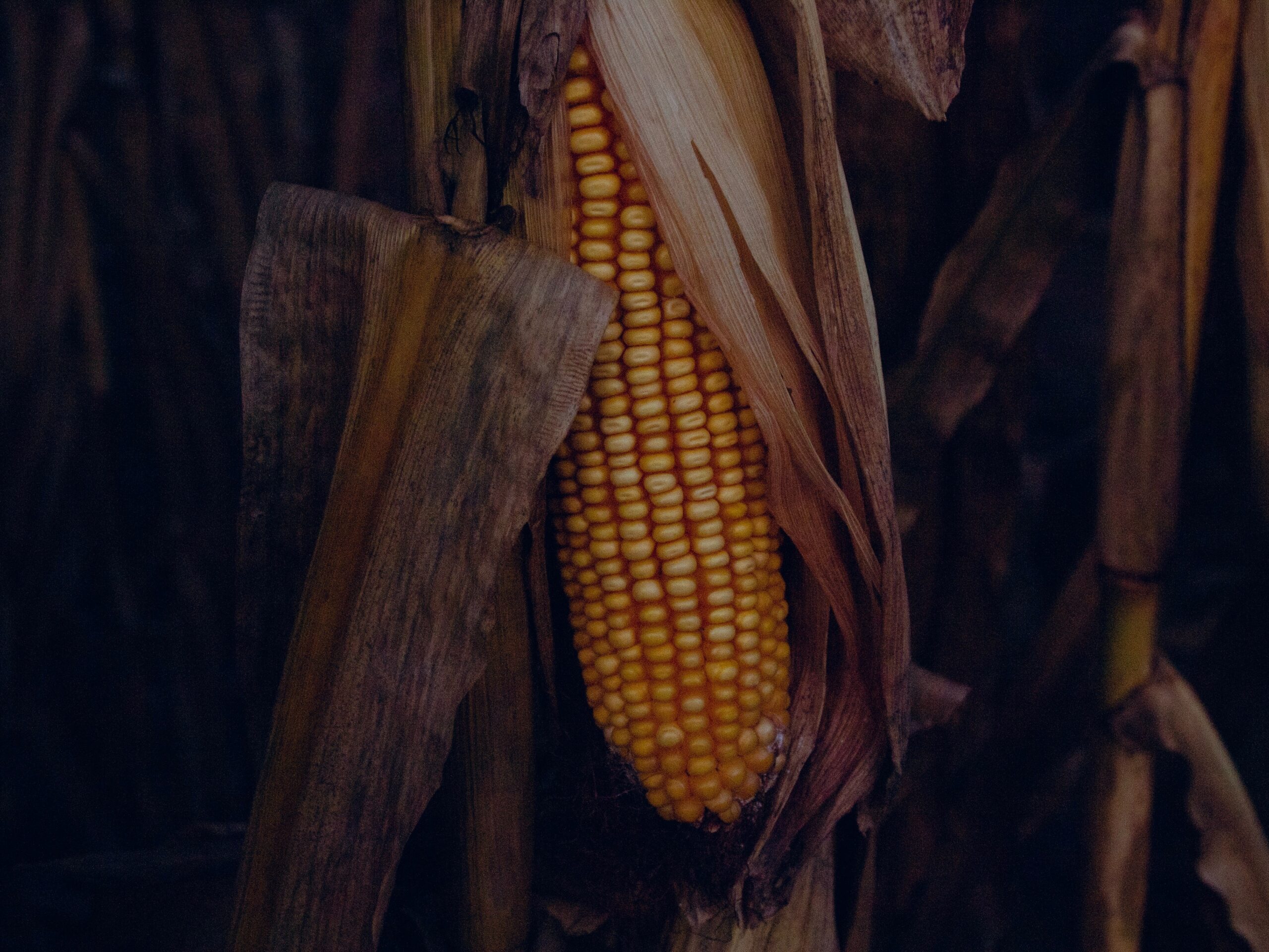 Corn Prices Rallied as Strike Averted ADM Investor Services