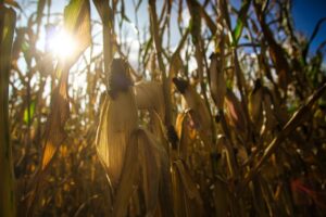 corn stalks