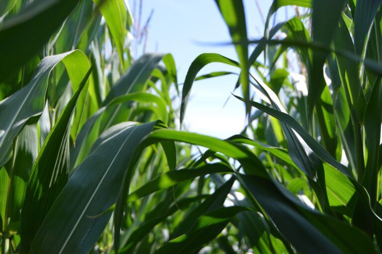 corn stalks