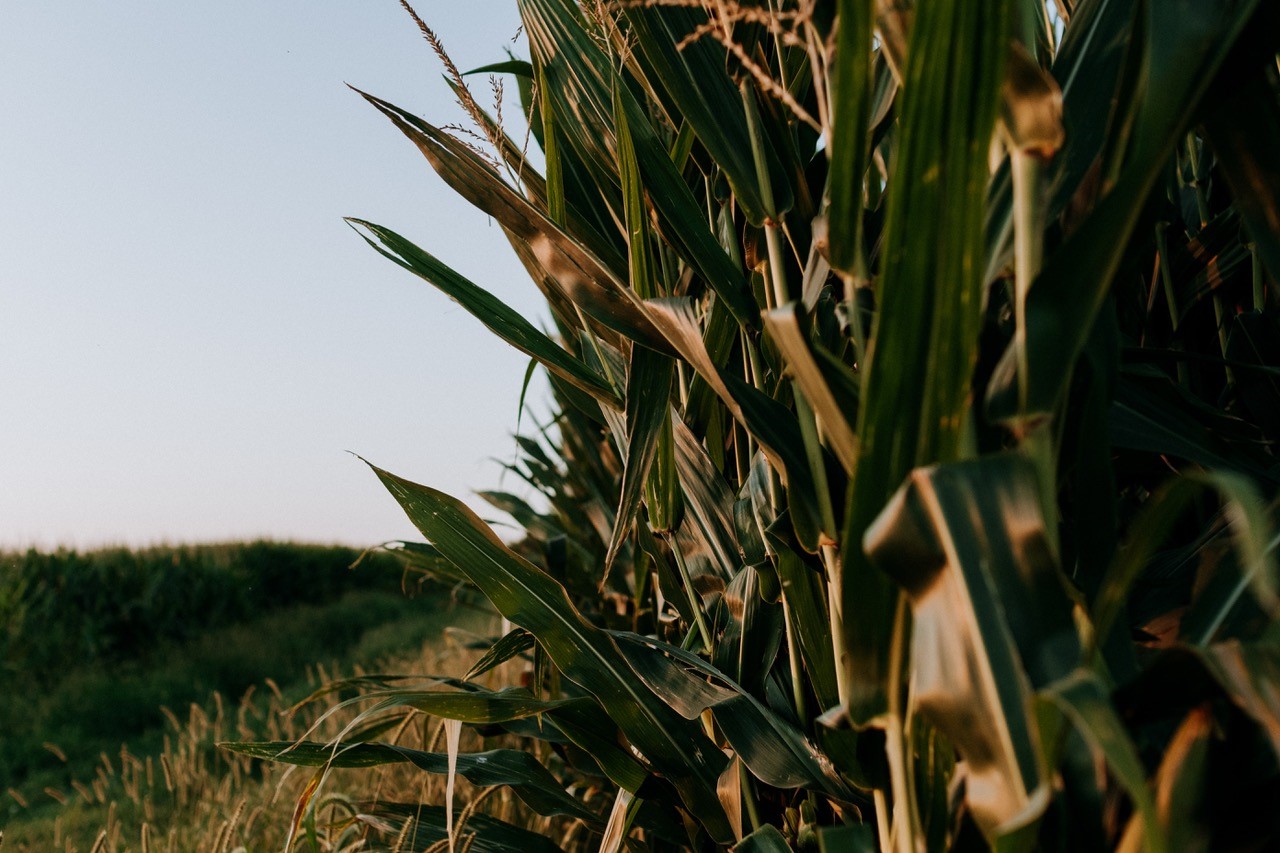 Grains Mixed, Dalian Corn Lower - ADM Investor Services