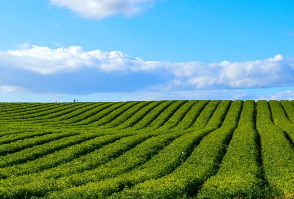 row crops