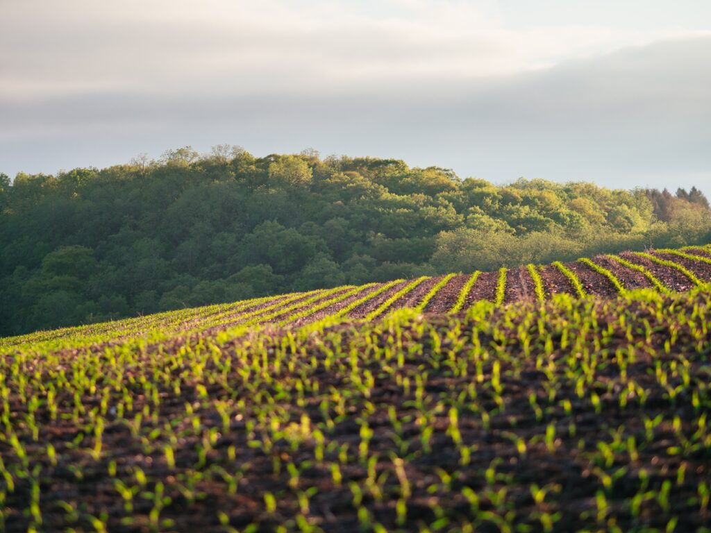 row crops