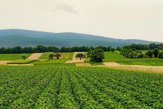 Agriculture crops