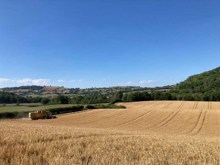country field