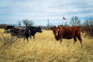 herd of cattle