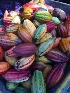 Cocoa colorful pods