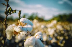 cotton close up