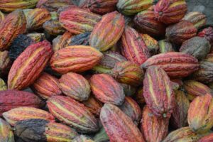 cocoa pods