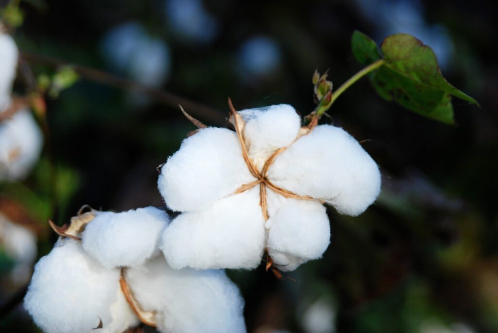 up close budding cotton