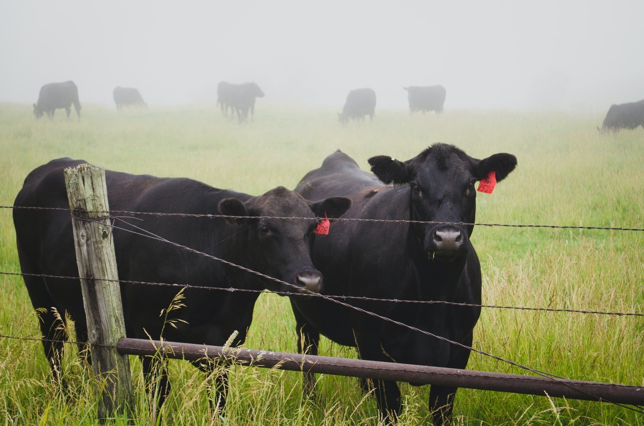 Feeder Cattle Lower in Light Trading ADM Investor Services