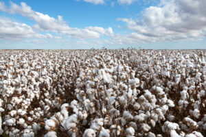 cotton field