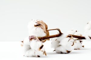 cotton on white background