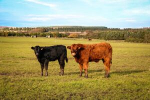 black and brown cattle