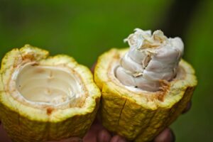 cocoa pod close up