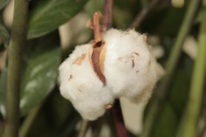 cotton bolle