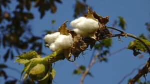cotton pod on blue sky