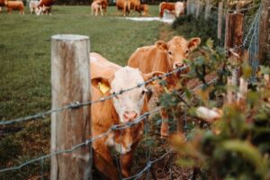 fenced cows