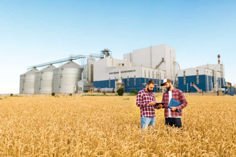 farmers in a wheat field