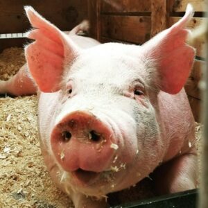 Pig close up in pen