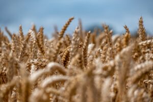 wheat field