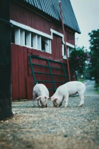 Hogs grazing outside barn