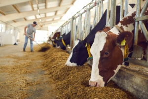 dairy cows farm business