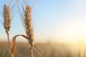 wheat spikelet