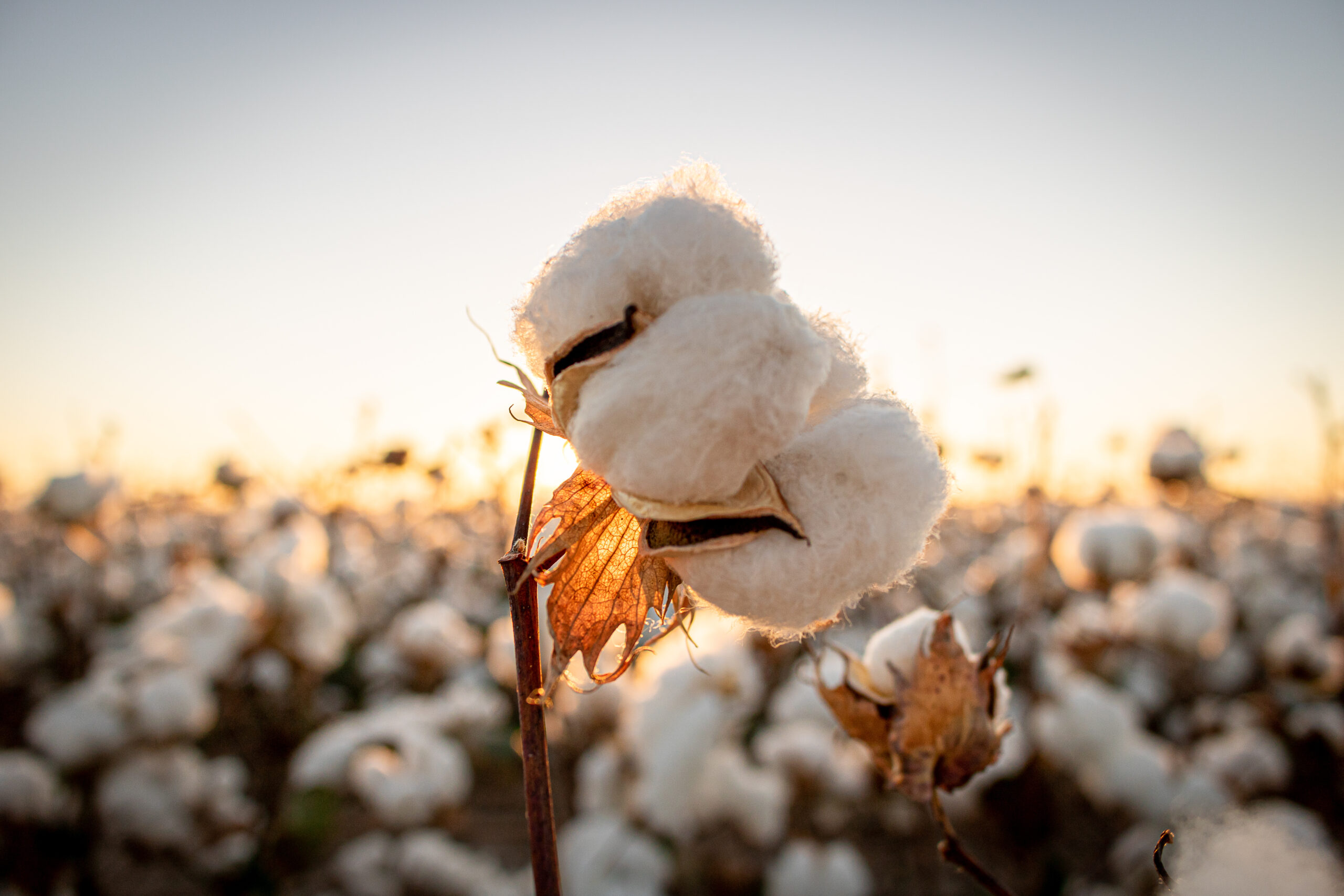 Texas Dry Spell Supports Cotton